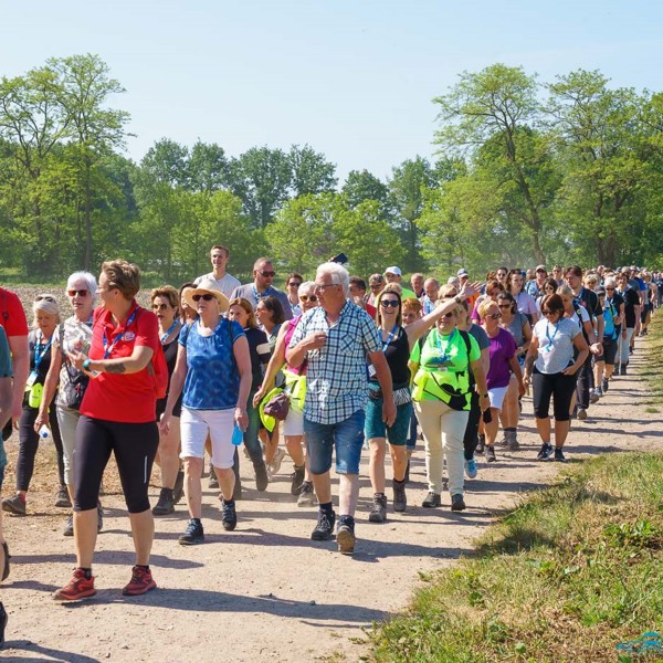 Honderden wandelaars lopen door groen landschap tijdens Venloop. Honderden wandelaars lopen door groen landschap tijdens Venloop.