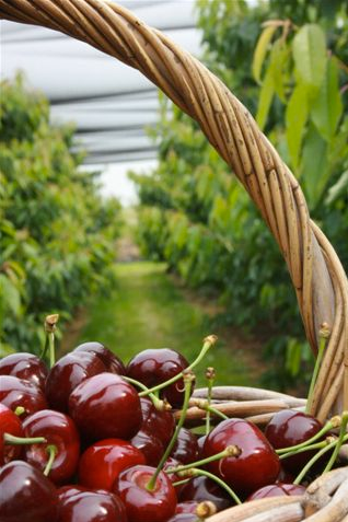 Een mand met kersen