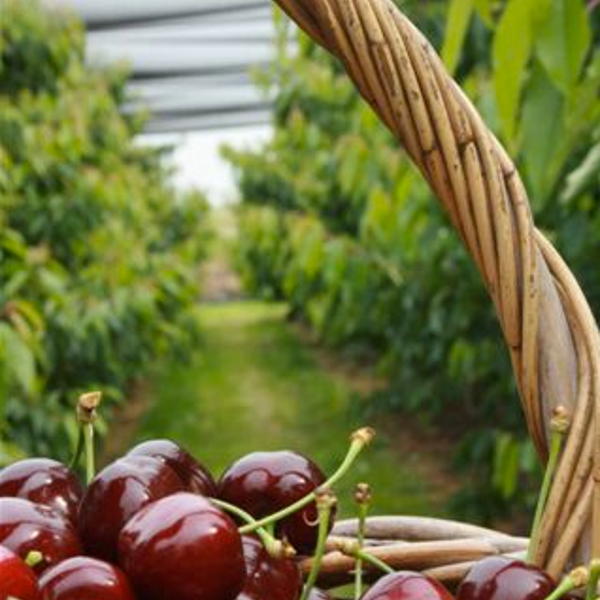 Een mand met kersen Een mand met kersen