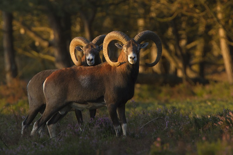 twee kleinste schapen met de naam Moeflon
